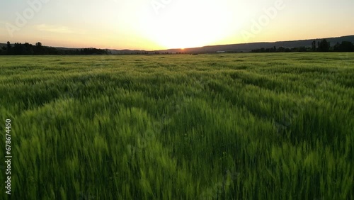 wheat field at sunset, drone video, camera moving backwards photo