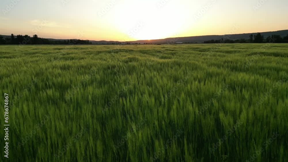 wheat field at sunset, drone video, camera moving forward wheat field at sunset, drone video, camera moving forward
