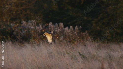 A short eared owl flying and hunting in beautiful evening light in a field in the UK