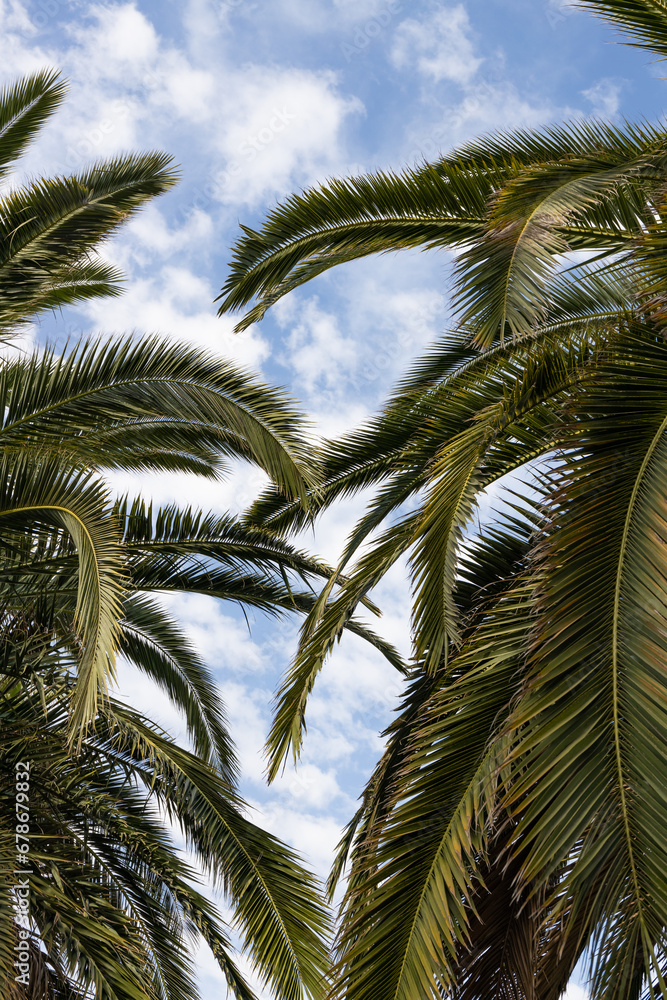Palm leaves photographed from below. Palm trees and blue sky