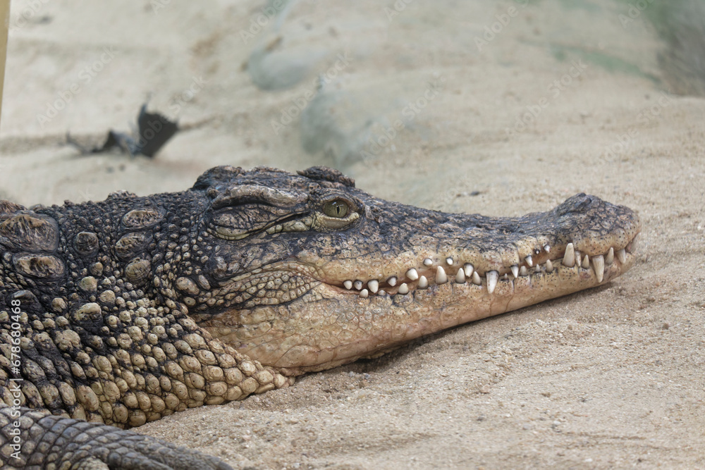 Crocodylidae. A big and dangerous crocodile looking at you above the sand of a zoo reptile. Crocodylidae. A big and dangerous crocodile looking at you above the sand of a zoo reptile.