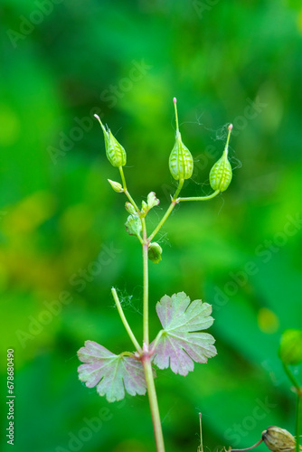 Beautiful unopened cocoons of Geranium Lucidum or mountain geranium with very out of focus natural background, commonly known as Robert-grass, red oak, death comes fast, stork, fox geranium.
