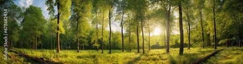  Sunlight in the green forest, spring time