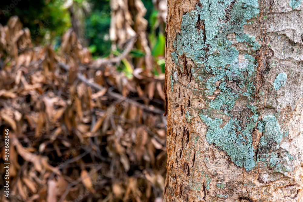 Closeup view of a wooden tree trunk Closeup view of a wooden tree trunk