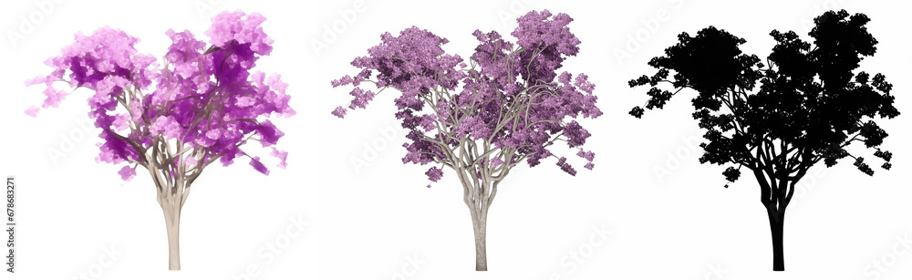 Set or collection of Jacaranda trees, painted, natural and as a black silhouette on white background. Concept or conceptual 3d illustration for nature, ecology and conservation, strength, beauty Set or collection of Jacaranda trees, painted, natural and as a black silhouette on white background. Concept or conceptual 3d illustration for nature, ecology and conservation, strength, beauty