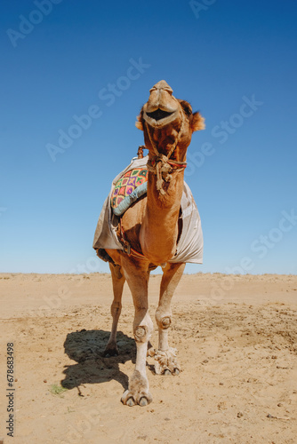 dromedary camel in the desert
