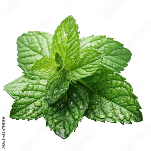 mint leaves with water drops, isolated
