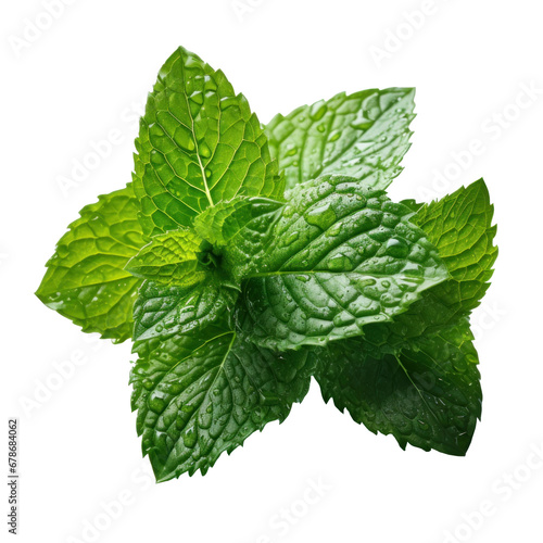 mint leaves with water drops, isolated