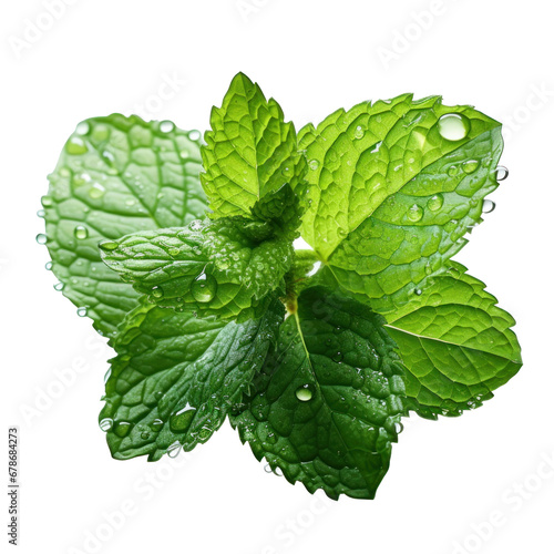mint leaves with water drops, isolated