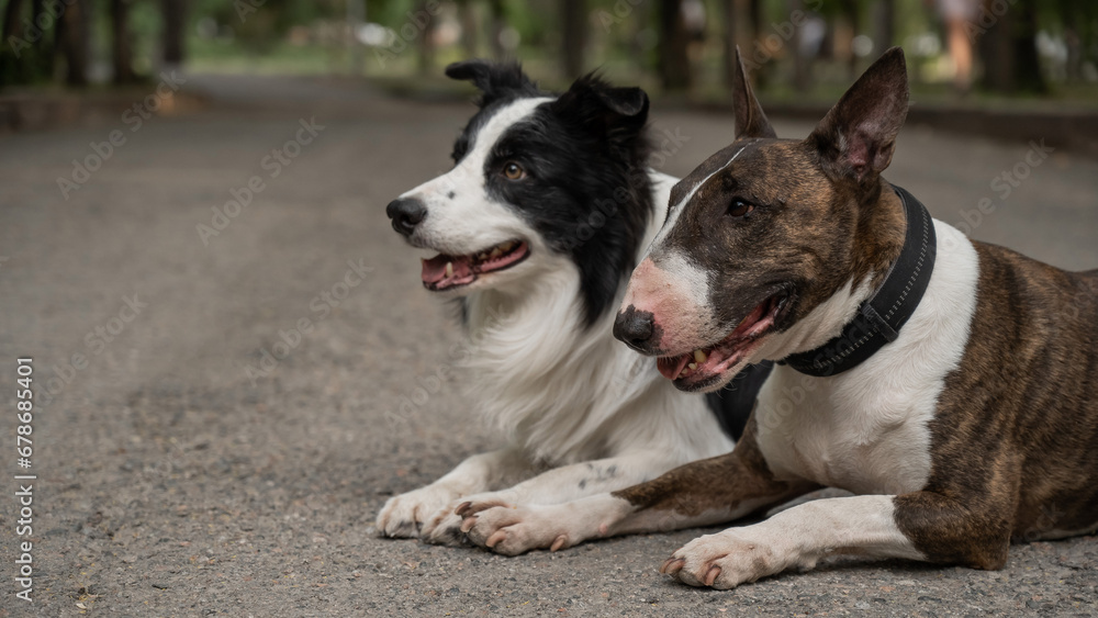Bull terrier and border collie lie outdoors. Two dogs on a walk. 