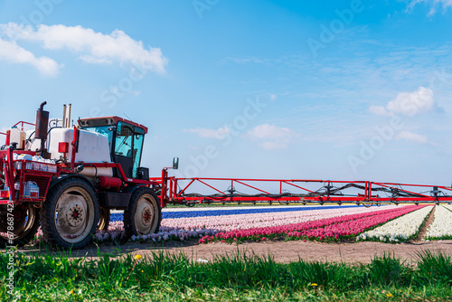 A tractor is seen spraying fields in the Netherlands to protect the flowers from pests. The cultivated flowers are being carefully tended to in the expansive fields.