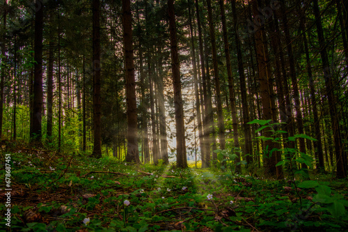 Wald und Sonne © aBSicht