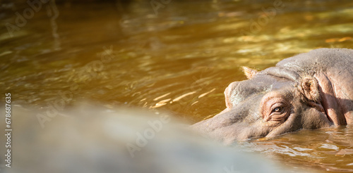 A Graceful Hippopotamus Gliding Through the Shimmering Waters