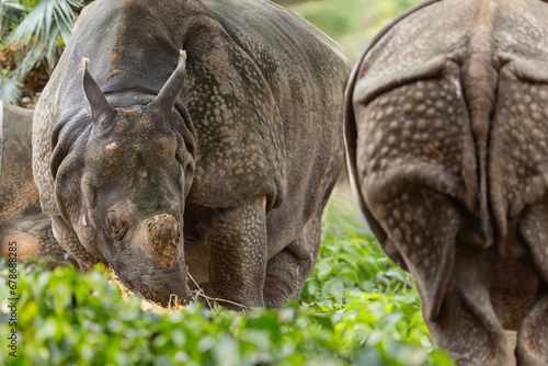 A Majestic Pair of Rhinos Grazing in the Serene Grasslands