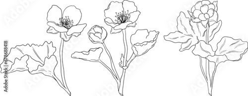 Cloudberry vector, line drawing. Organic berry superfood. Hand drawn icon for label, poster, packaging design or coloring pages