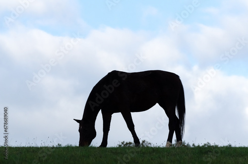 Silhouette of a grazing horse against sky with clouds © MikeCS images