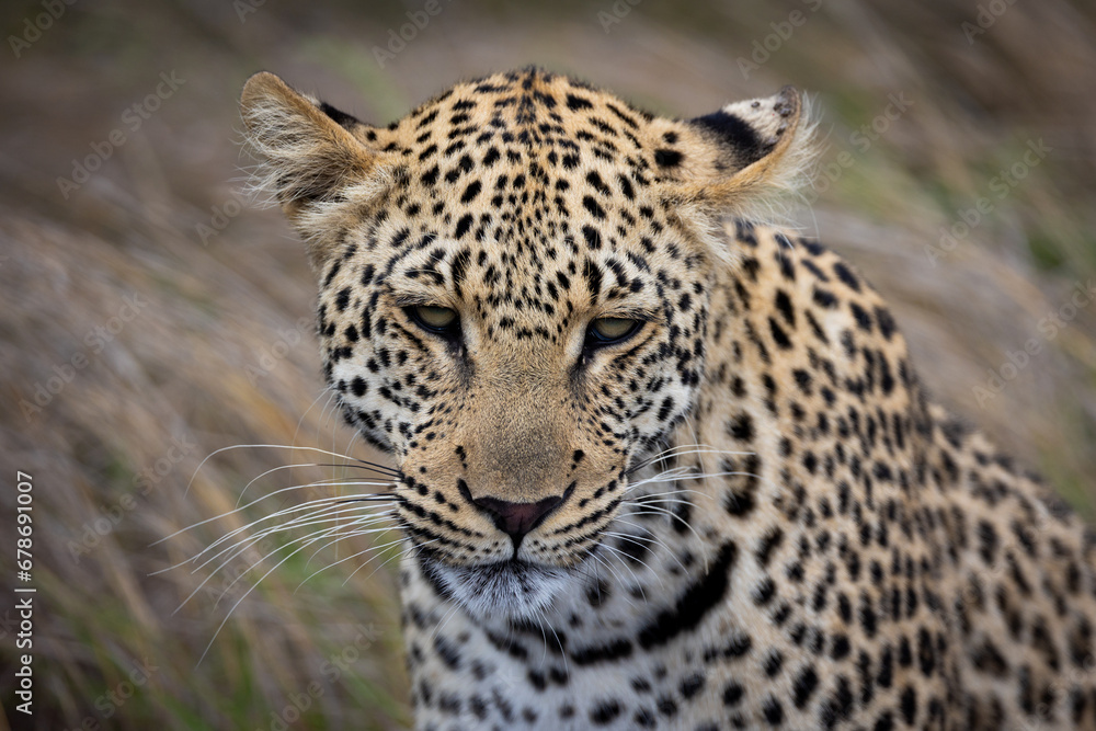 a portrait of a young male leopard a portrait of a young male leopard