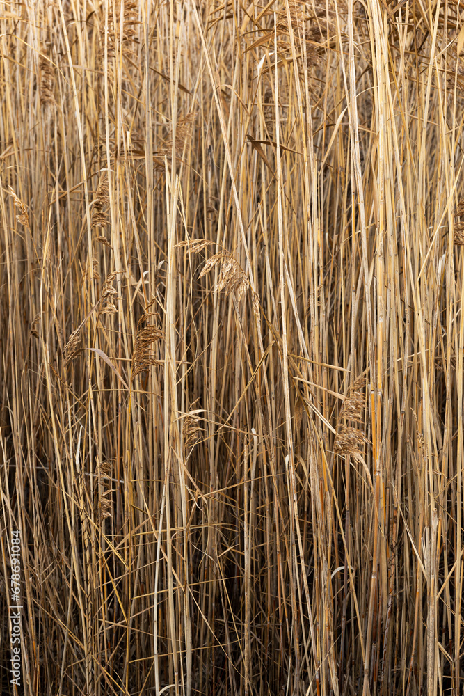 Thicket of dry rushes. Naturalistic background of dry reeds. Picture taken in a marshy area in northern Italy. Thicket of dry rushes. Naturalistic background of dry reeds. Picture taken in a marshy area in northern Italy.