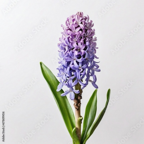 A lilac hyacinth proudly presents its dense floral spike, signaling the arrival of spring with its sweet scent