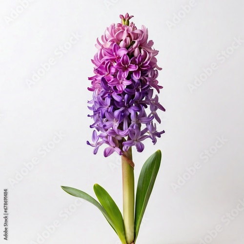 A fragrant hyacinth stands tall, its violet blooms forming a dense, aromatic spike that heralds spring
