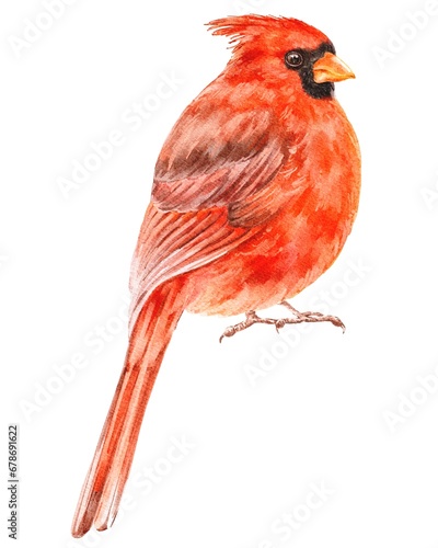Red cardinal bird hand drawn illustration 