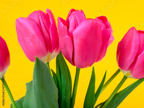 bouquet of beautiful tulips on color background