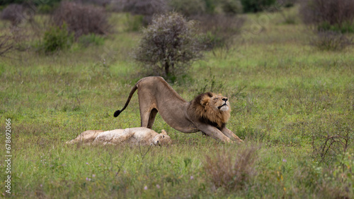 a mating pair of lions in the wild