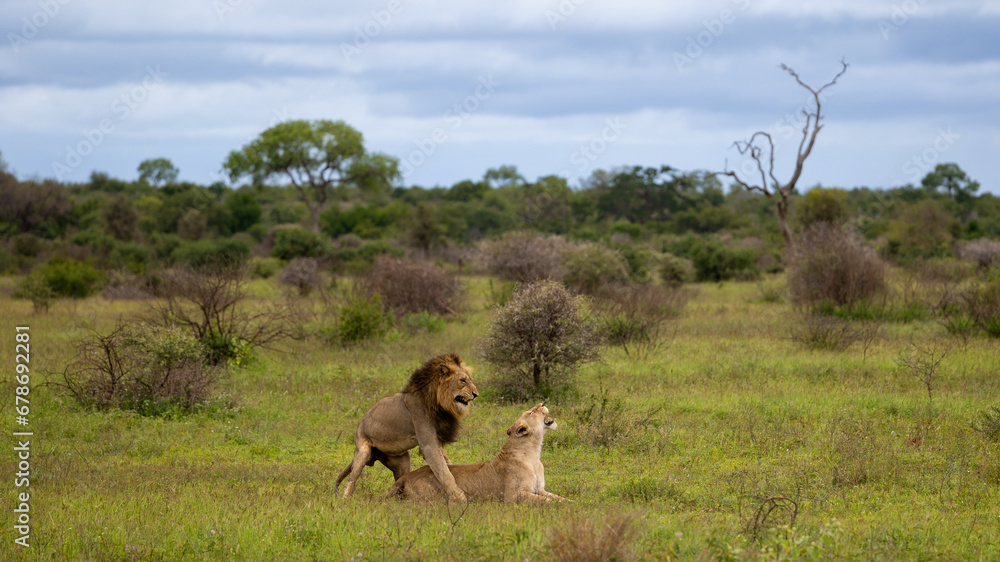 Naklejka premium a mating pair of lions in the wild