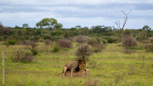 a mating pair of lions in the wild