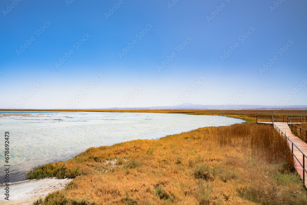 Lagoa no deserto do Atacama com céu azul e muita vegetação ao redor. Lagoa Cejar na primavera de 2023.