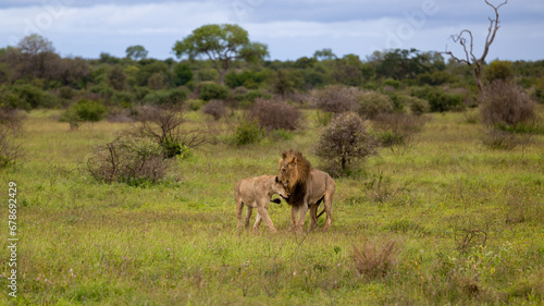 a mating pair of lions in the wild