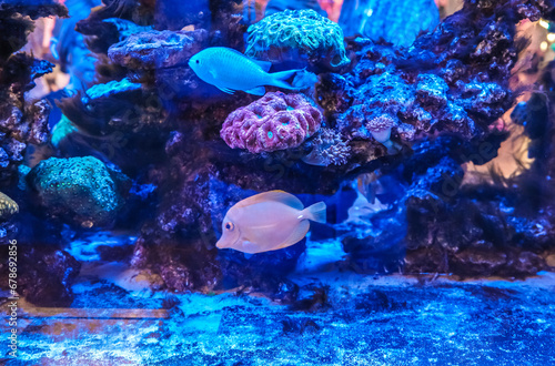 Fish of different colors behind the glass in the aquarium. © Сергей Лаврищев