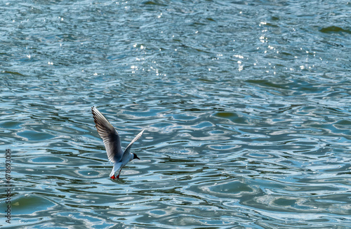 A seagull takes off from the sea water on a summer day.