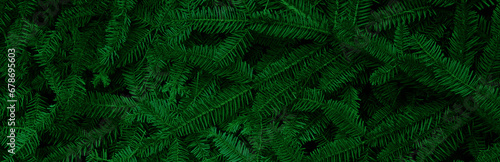 Banner with fresh branches from a Christmas tree. Background with green Christmas tree branches suitable for festive banner and advertisement design.  Flat lay mockup design.