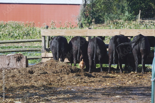 Rear View of Black Cows Eating from Trough