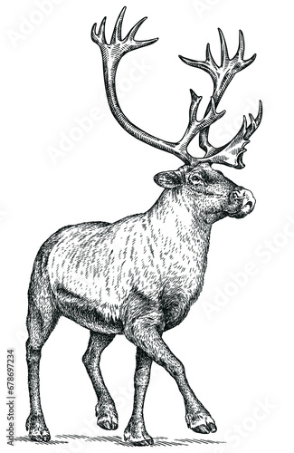 Vintage engraving isolated deer set illustration ink sketch. Northern reindeer background stag silhouette art. Black and white hand drawn image
