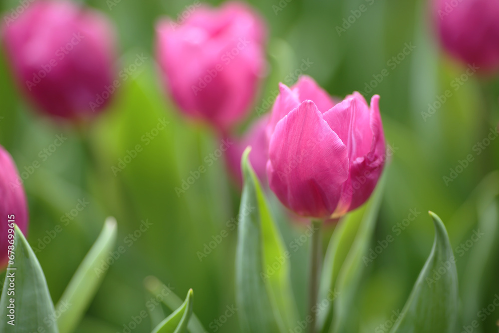 a Tulipa gesneriana, spring time at garden