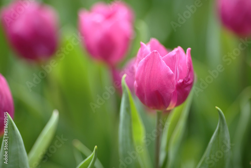 a Tulipa gesneriana, spring time at garden
