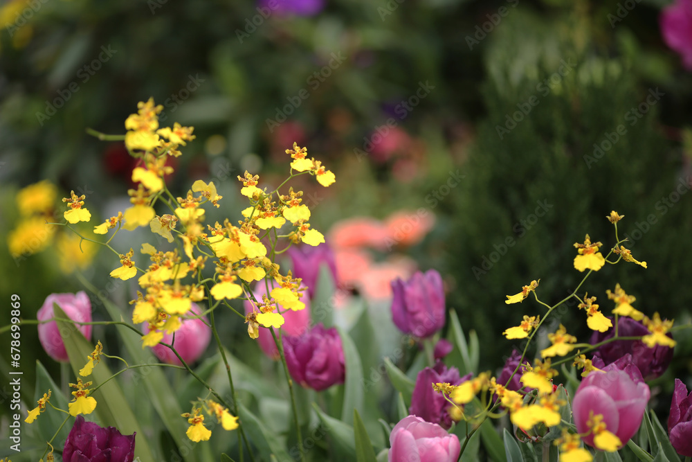 Blossoms Dance Oncidium, a spring time at garden Blossoms Dance Oncidium, a spring time at garden