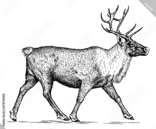 Vintage engraving isolated deer set illustration ink sketch. Northern reindeer background stag silhouette art. Black and white hand drawn vector image