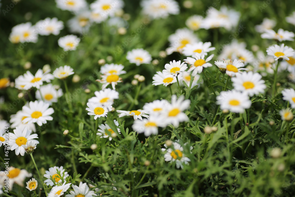 a Leucanthemum paludosum, flower show hong kong at Victoria Park a Leucanthemum paludosum, flower show hong kong at Victoria Park