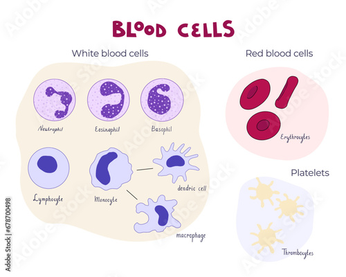 Blood cells flat vector illustration diagram. Infographic educational picture for medical and human anatomy and physiology goals.