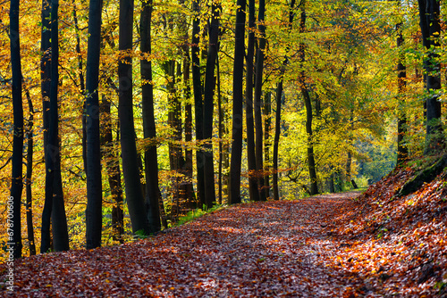 Idyllic footpath or hiking track in Sauerland Germany covered with brownish orange fallen leaves of beech trees (Fagus) in forest with bright yellow foliage in November season. Sun flashing through.