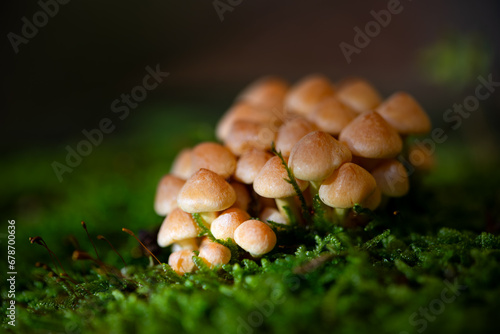 Cluster of bright brownish-beige fungi on a cut tree trunk in Sauerland Germany with low sunlight on fresh green moss. Hypholoma capnoides is an edible mushroom (Strophariaceae). Macro close up.