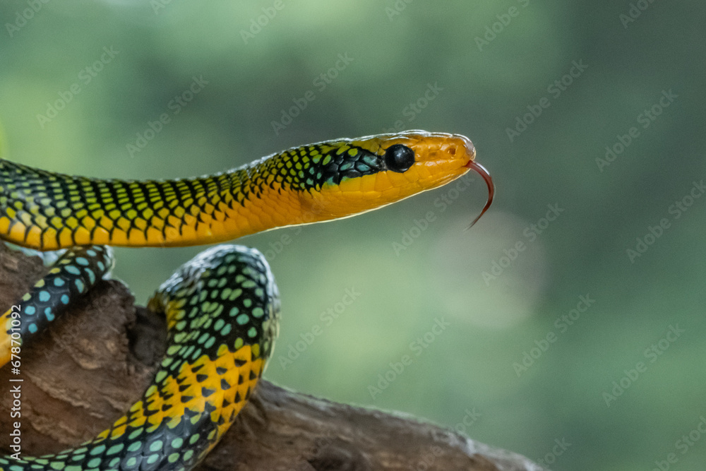 Rainbow tree snake, Royal tree snake, gonyosoma margaritatum native to borneo indonesia close up shot with natural bokeh background Rainbow tree snake, Royal tree snake, gonyosoma margaritatum native to borneo indonesia close up shot with natural bokeh background