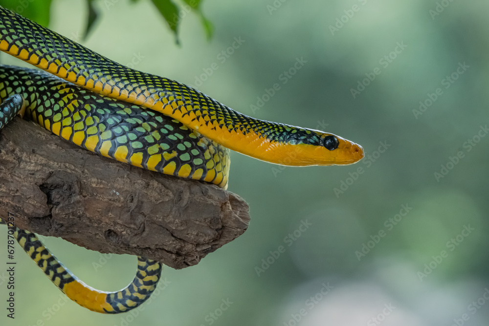 Rainbow tree snake, Royal tree snake, gonyosoma margaritatum native to borneo indonesia close up shot with natural bokeh background Rainbow tree snake, Royal tree snake, gonyosoma margaritatum native to borneo indonesia close up shot with natural bokeh background