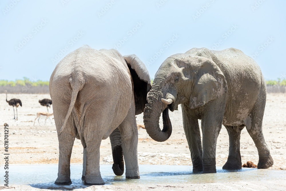 Fototapeta premium Selective focus view of two young bull elephants drinking at a waterhole during a sunny morning, Etosha National Park, Namibia
