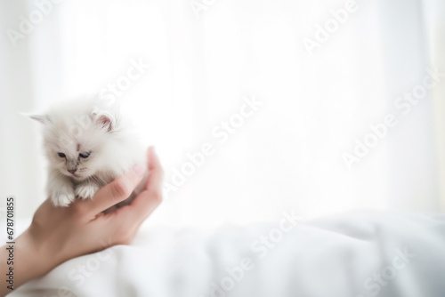 Cute domestic white kitten snoozing in the arms of a human in a white bedroom. Generative AI