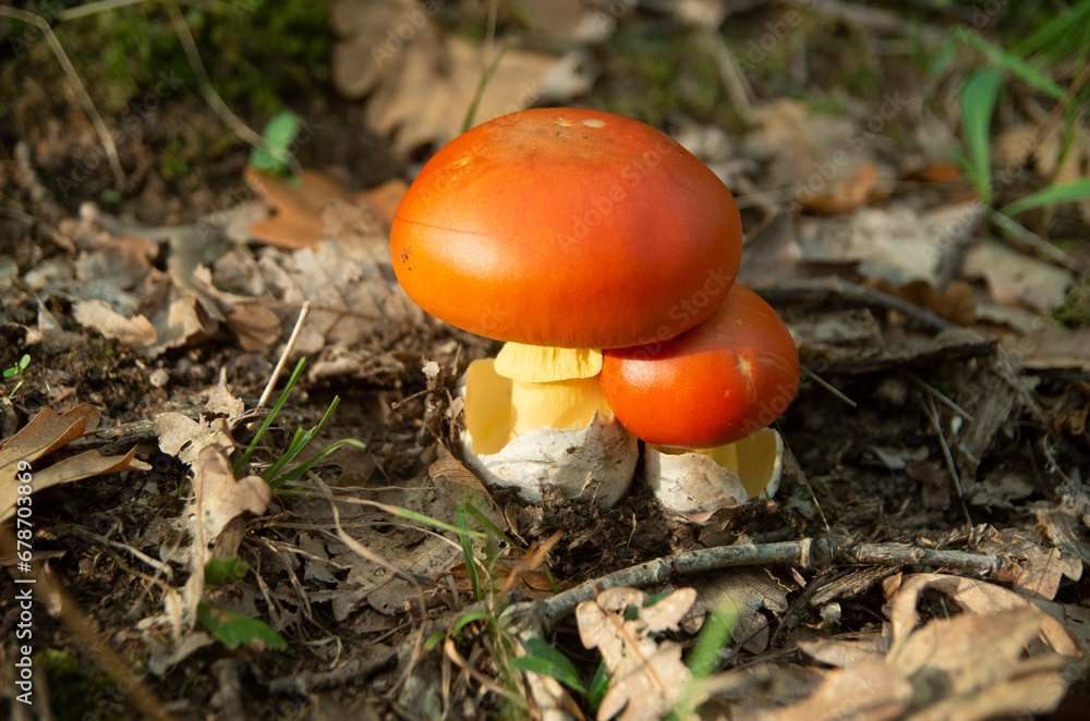 Two Caesar’s mushroom in forest in autumn Two Caesar’s mushroom in forest in autumn