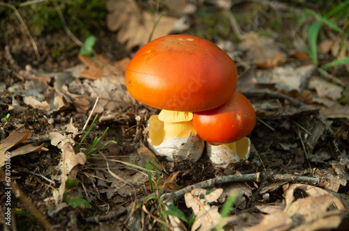  Two Caesar’s mushroom in forest in autumn